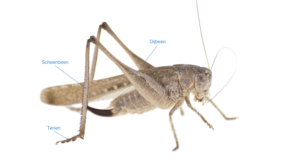 Hoe Ver Springt Een Sprinkhaan